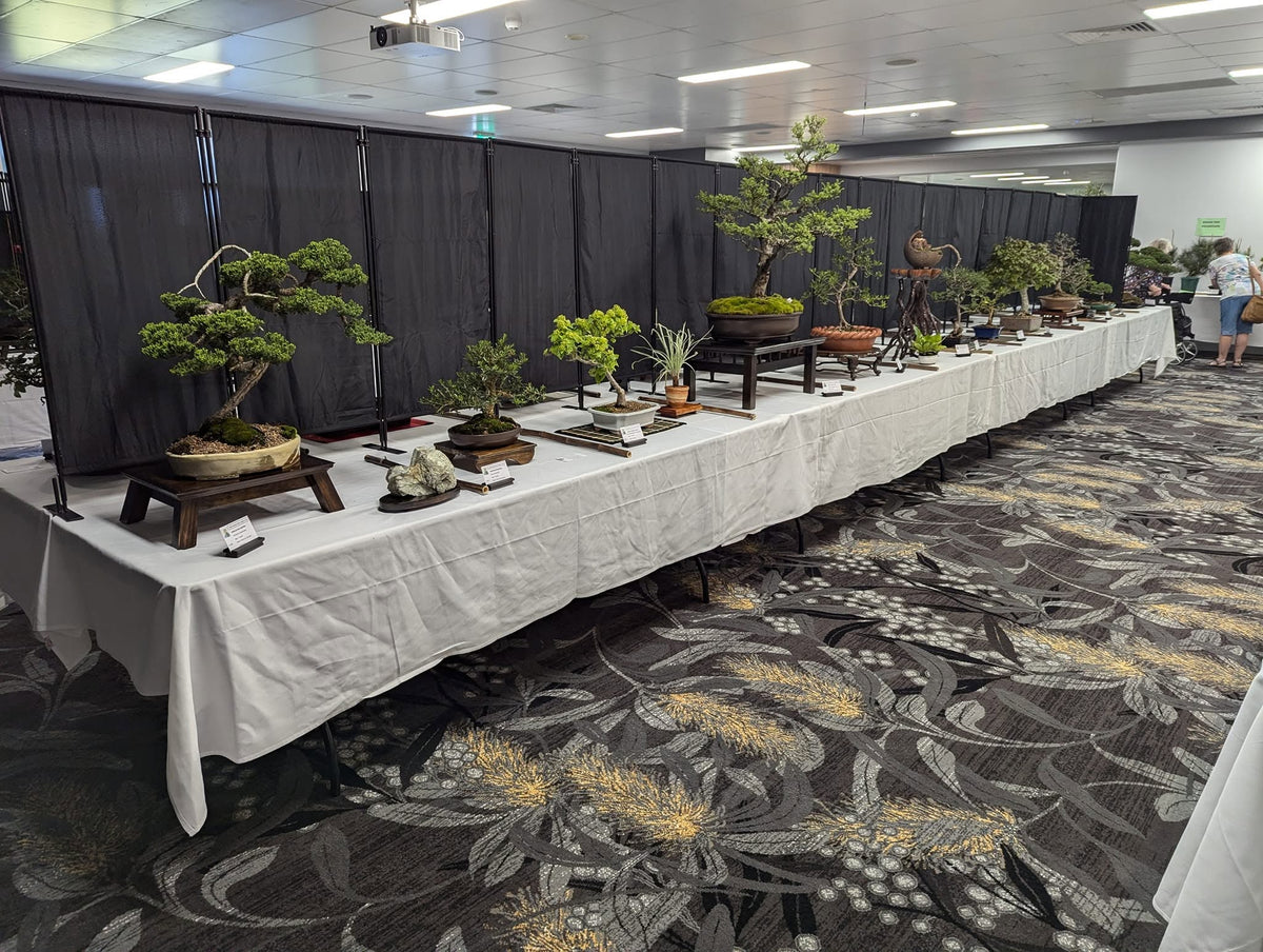 Bonsai tree in a handcrafted pottery pot