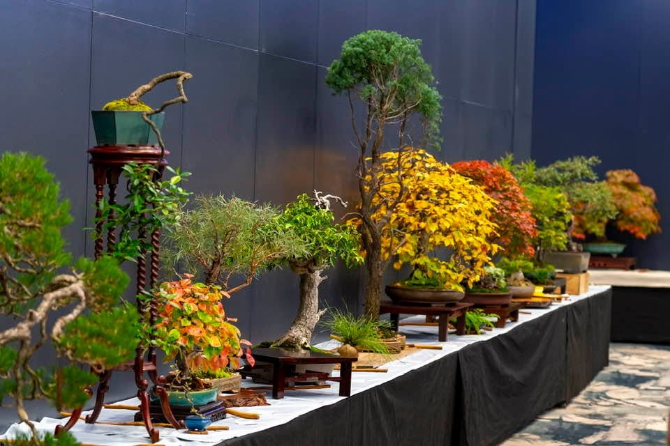 Bonsai and pottery display