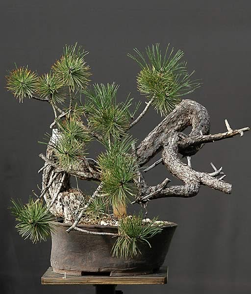 European Black Pine
