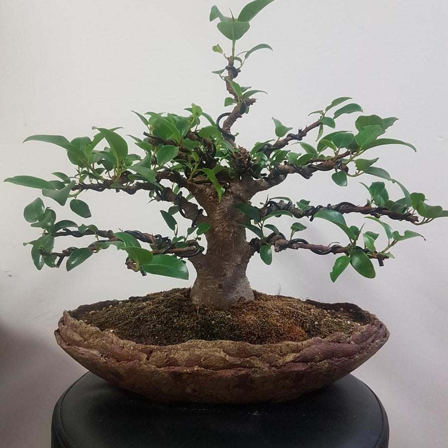Community bonsai and pottery photograph