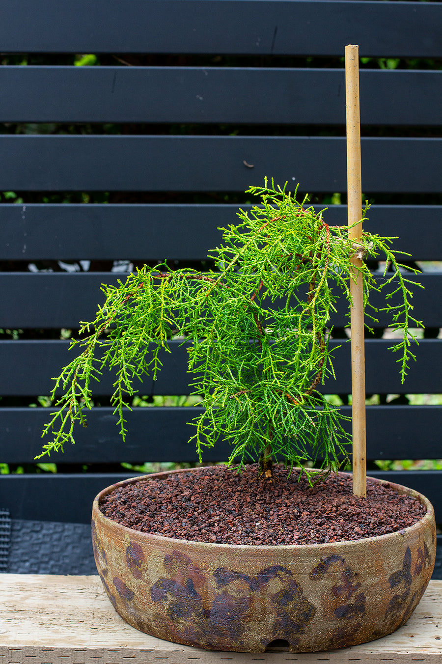 Community bonsai and pottery photograph