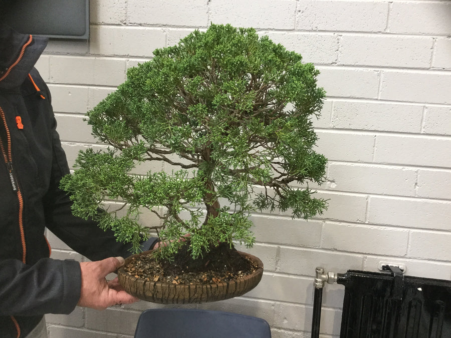 Juniper