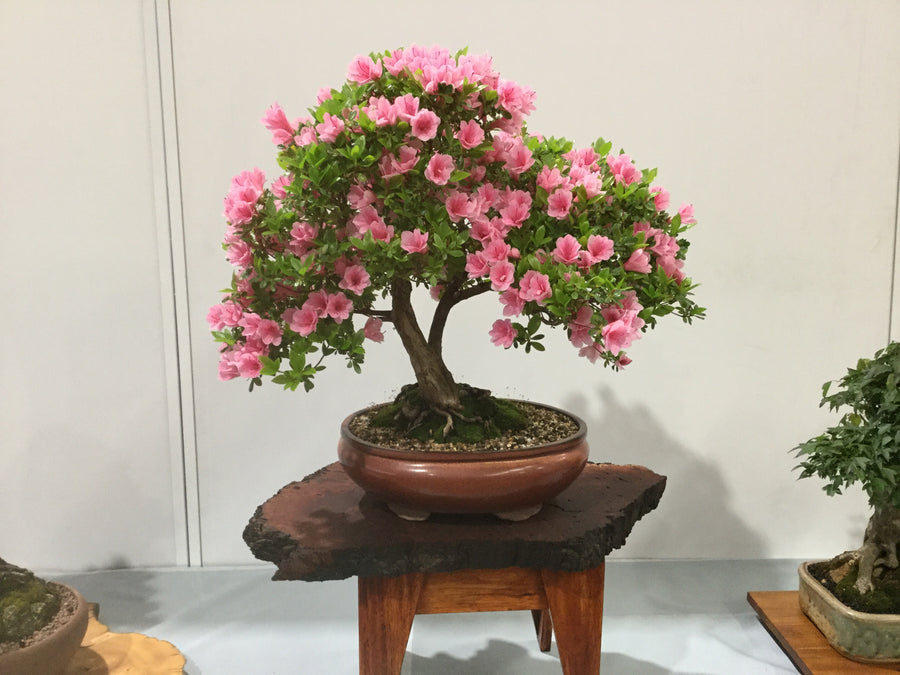 Community bonsai and pottery photograph