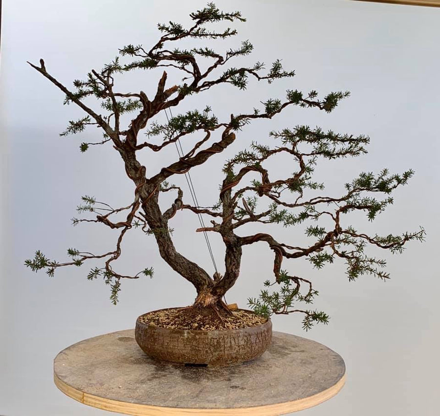 Community bonsai and pottery photograph