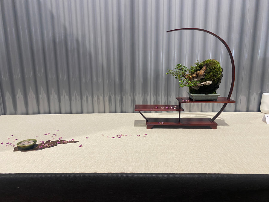 Community bonsai and pottery photograph