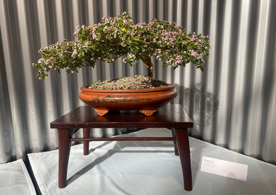 Community bonsai and pottery photograph