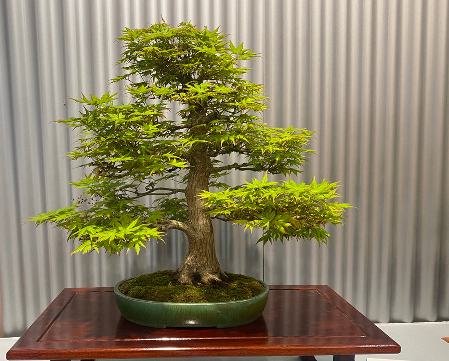 Japanese Maple