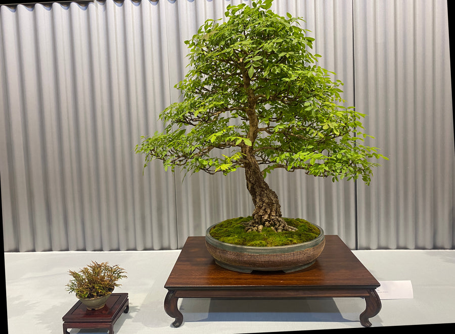 Community bonsai and pottery photograph