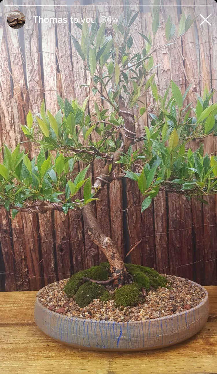 Community bonsai and pottery photograph